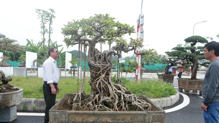 Mãn nhãn cây đa dáng làng có giá 2 tỷ đồng “độc nhất vô nhị” ở Hà Nội