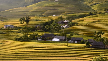 Nhộn nhịp mùa "vàng" trên rẻo cao Tả Lèng