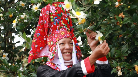 Bình Liêu mùa hoa sở 