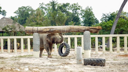 Chú voi cô đơn nhất thế giới đến nhà mới ở Campuchia