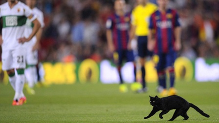 "Messi mèo" tung cú sút không thể cản phá