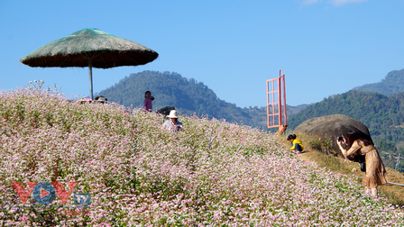 Vùng hoa tam giác mạch trên đèo Giang Ma: Điểm check-in không thể bỏ qua khi đến thăm Lai Châu