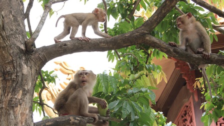 Đàn khỉ dữ tấn công học sinh để cướp thức ăn, nhiều em phải đi chích ngừa