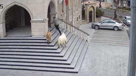 "Băng đảng" cừu dê đột nhập tòa thị chính Thổ Nhĩ Kỳ