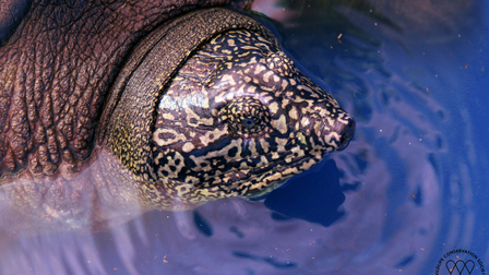 Công bố giới tính rùa Hoàn Kiếm ở hồ Đồng Mô