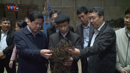 Thạch đen xứ Lạng xuất khẩu sang Trung Quốc: Cơ hội mới cho nông dân