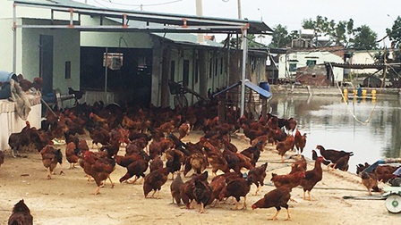 Tiêu hủy gần 1.000 con gà nhiễm cúm gia cầm H5N6 tại Quảng Ninh