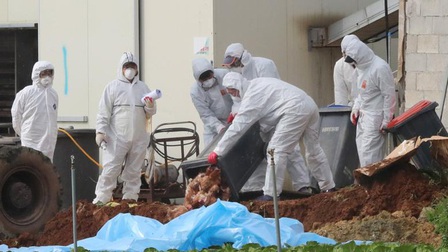 Hàn Quốc phát hiện thêm ổ dịch cúm gia cầm H5N8