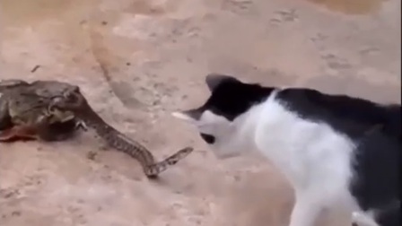 Quyết tâm phản đòn mèo dù rắn vẫn đang bị ếch nuốt sống