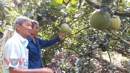 Tiền Giang: Nhà vườn 'méo mặt' vì nhiều loại trái cây rớt giá