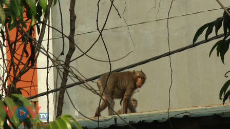 Đã bắt được con khỉ đầu đàn quậy phá khu dân cư ở TPHCM