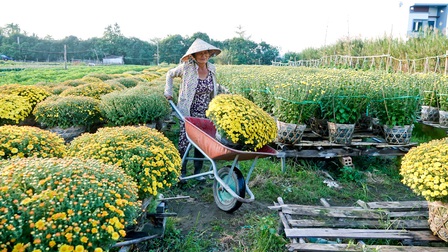 Về Cần Thơ, “lạc giữa rừng hoa” ngày cận Tết 