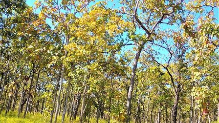 Mê hoặc rừng khộp mùa thay lá