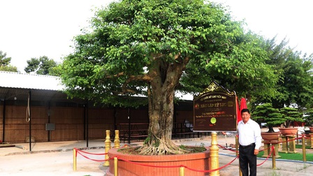 Xác lập kỷ lục cây sanh bonsai có đường kính tán lớn nhất Việt Nam