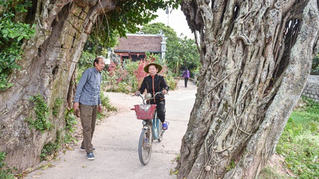 Cây đa 500 tuổi có bộ rễ khủng tạo thành cổng làng 'độc' nhất ở Hưng Yên