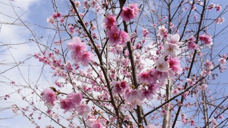 Điện Biên: Hơn 1.500 cây hoa Anh Đào Sakura, Nhật Bản đang bung mình khoe sắc trên đảo Pá Khoang 