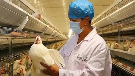 Trung Quốc phát hiện ca bệnh cúm gia cầm H5N6 nguy hiểm chết người