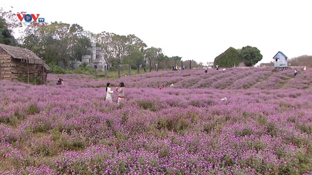 Cánh đồng hoa cúc Bách Nhật giữa lòng Thủ đô hút khách