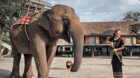 Đắk Lắk ban hành, bổ sung một số chính sách bảo tồn voi