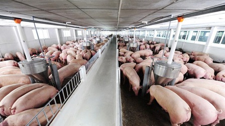 Giá lợn hơi tiếp tục tăng mạnh