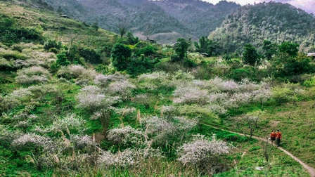 Nghệ An: Ngỡ ngàng hoa mận nở trắng phủ kín bản làng Mường Lống