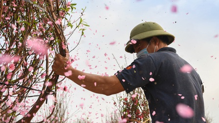 Hàng nghìn gốc đào không thể tiêu thụ, chờ giải cứu ở Chí Linh