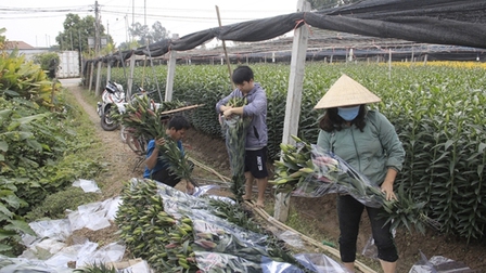 Giá hoa thấp kỷ lục, làng Tây Tựu, Hà Nội buồn thảm giữa 'bão' COVID-19