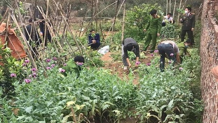 Liên tiếp phát hiện các vụ trồng cây thuốc phiện ở Bắc Giang