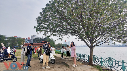 'Cây cô đơn' hồ Tây – địa điểm 'sống ảo' mới của giới trẻ Hà Nội