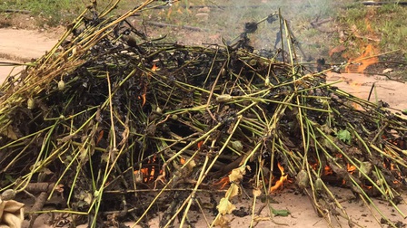 Điện Biên: Phá nhổ gần 400 cây thuốc phiện trồng ở vườn rau