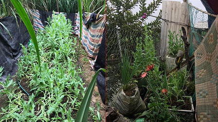 Lạng Sơn: Hai anh em trồng gần 350 cây thuốc phiện trong vườn nhà