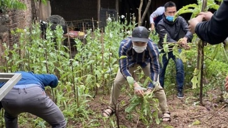 Hà Nội: Phát hiện một hộ dân trồng cây anh túc trong vườn nhà
