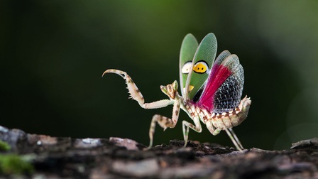 Bên trong khu bảo tồn côn trùng ở Thái Lan