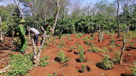 Đắk Lắk: Tạm giữ hình sự hai anh em trồng cần sa trái phép