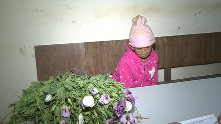 Cụ bà 86 tuổi ở Sơn La trồng cây thuốc phiện trên nương 