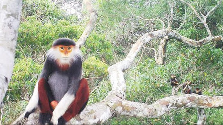Lào: Tìm thấy nhiều loài động vật hoang dã quý hiếm ở Trung Lào