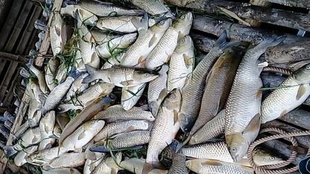 Thanh Hoá: Cá chết trên sông Mã không phải do dịch bệnh