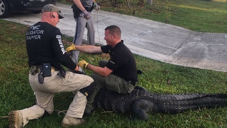 Florida cảnh giác trước mùa cá sấu tìm bạn tình