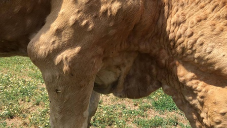 Lào Cai: Khẩn trương khoanh vùng dịch viêm da nổi cục trên bò 