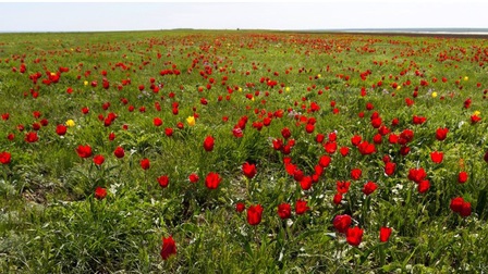 Hoà cùng sắc màu thảo nguyên Kalmykia tại lễ hội hoa tulip