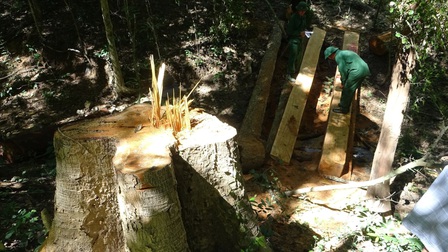 Đắk Lắk: Khởi tố 37 đối tượng phá rừng đặc dụng Ea Sôr