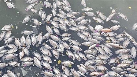 Cá chết hàng loạt trên kênh Nhiêu Lộc sau trận mưa trái mùa