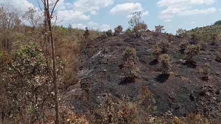 Gia Lai: Điều tra vụ hỏa hoạn thiêu rụi 2 ha hồ tiêu và điều của nông dân