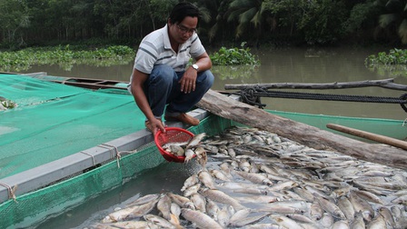 80 tấn cá chết trên sông ở Bình Dương chưa xác định được nguyên nhân