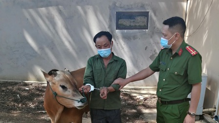 Bắt đối tượng trộm cắp bò trong ngày bầu cử ở Sơn La