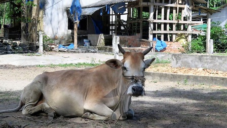 Quảng Ngãi: Hơn 5.300 con trâu, bò bị viêm da nổi cục