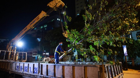 Hà Nội thay thế toàn bộ hàng phong lá đỏ trên phố Nguyễn Chí Thanh - Trần Duy Hưng