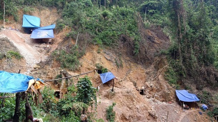 'Cơn lốc vàng' tàn phá rừng phòng hộ Thừa Thiên Huế