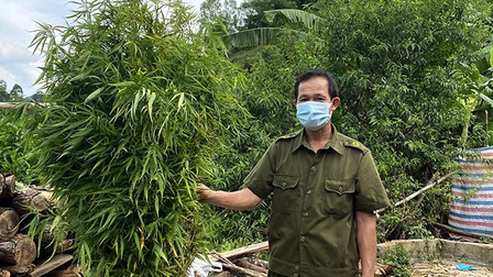 Lạng Sơn: Phát hiện 2 khu vườn trồng cây cần sa trong vườn nhà