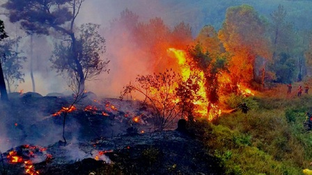 Thừa Thiên Huế: Hơn 30ha rừng thông tự nhiên và rừng trồng của người dân bị thiêu rụi